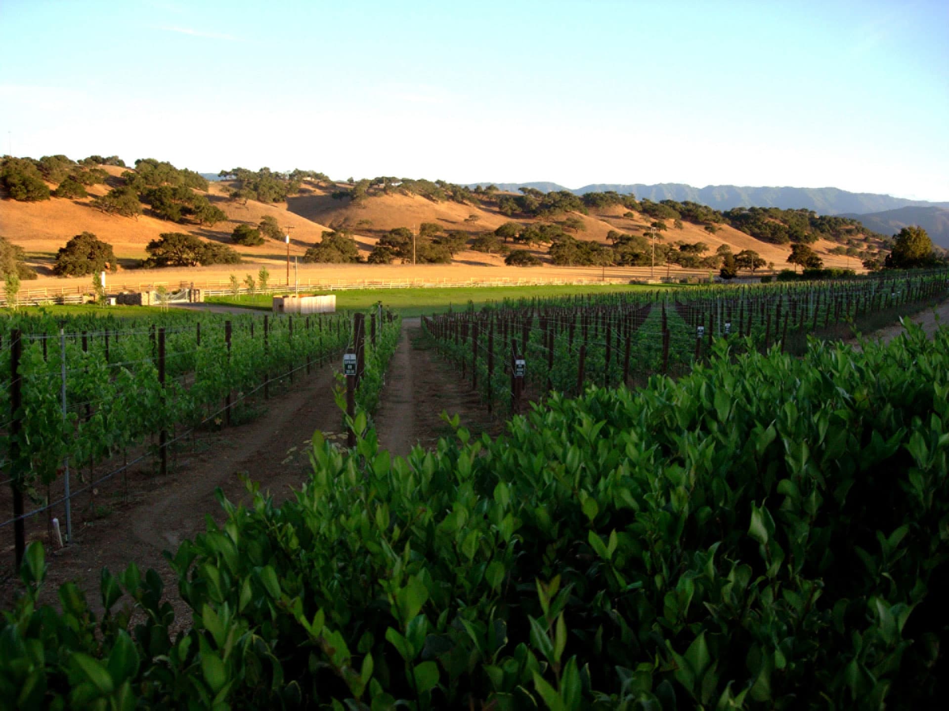 <p>Rusack Vineyards</p>
