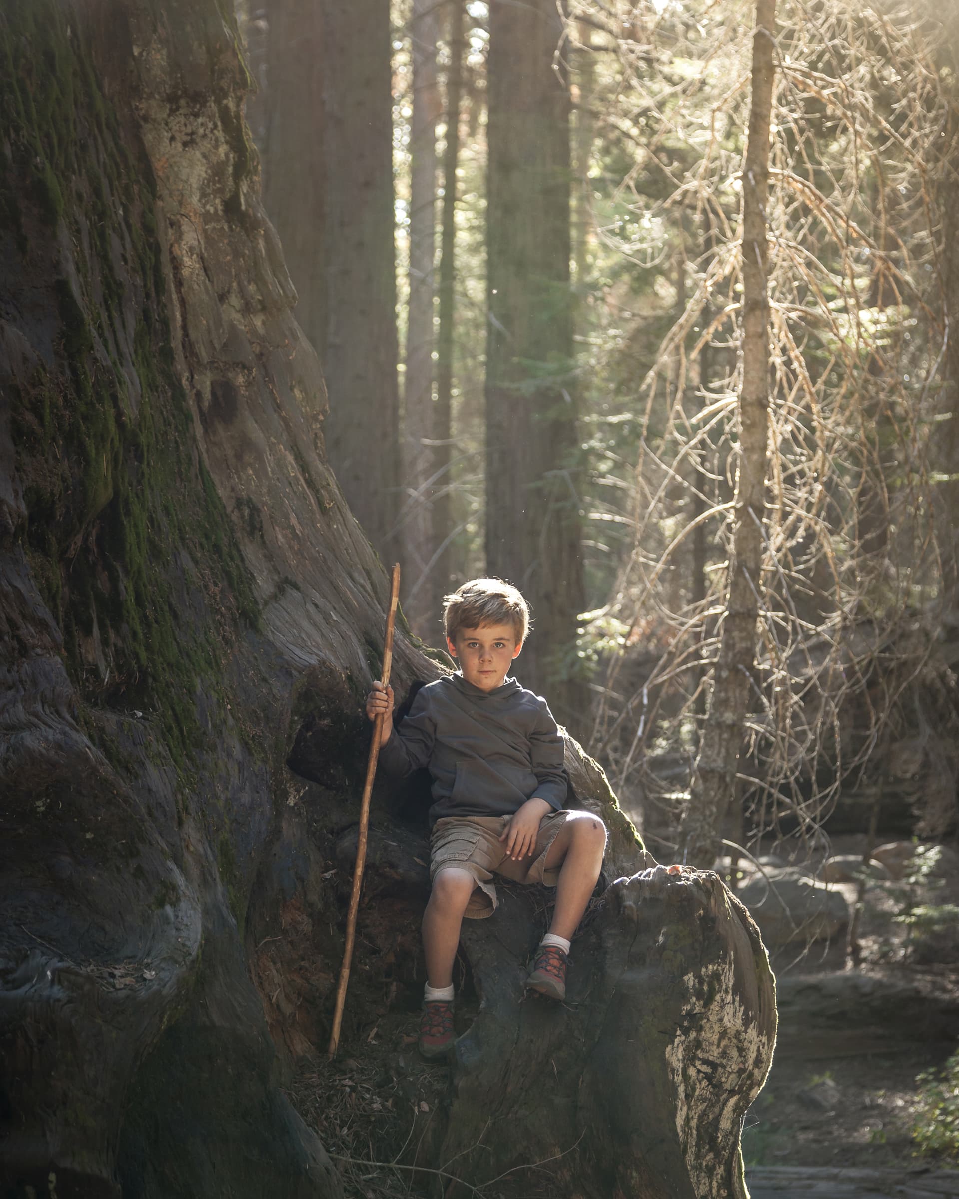 <p>The author's son had free reign amongst the giants in Sequoia National Park.</p>
