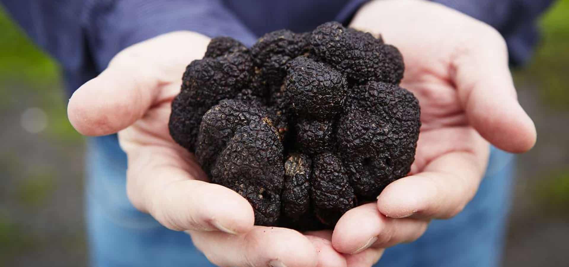 For Some Northern California Farms, a Black Truffle Explosion Means Big